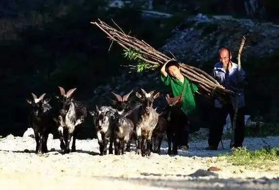 你是砍柴的，他是放羊的