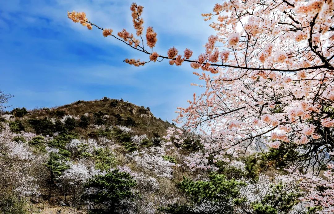 又逢春花烂漫时，湖北赏樱绝景地方